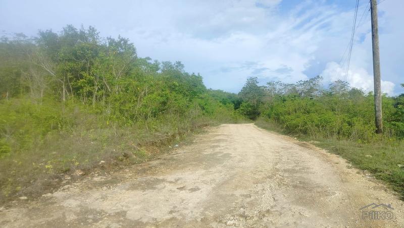 Picture of Agricultural Lot for sale in Bogo in Philippines