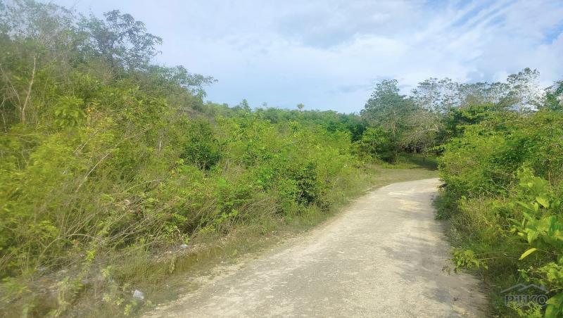 Agricultural Lot for sale in Bogo in Philippines - image