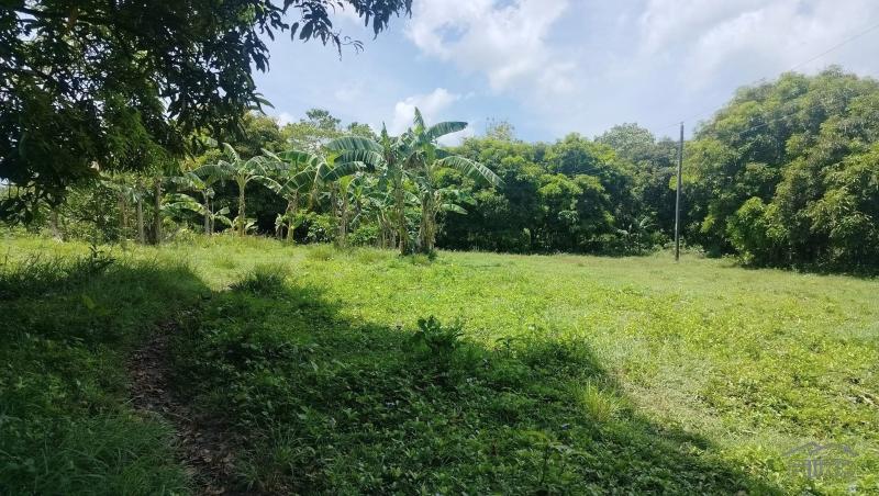 Picture of Agricultural Lot for sale in Bogo in Philippines