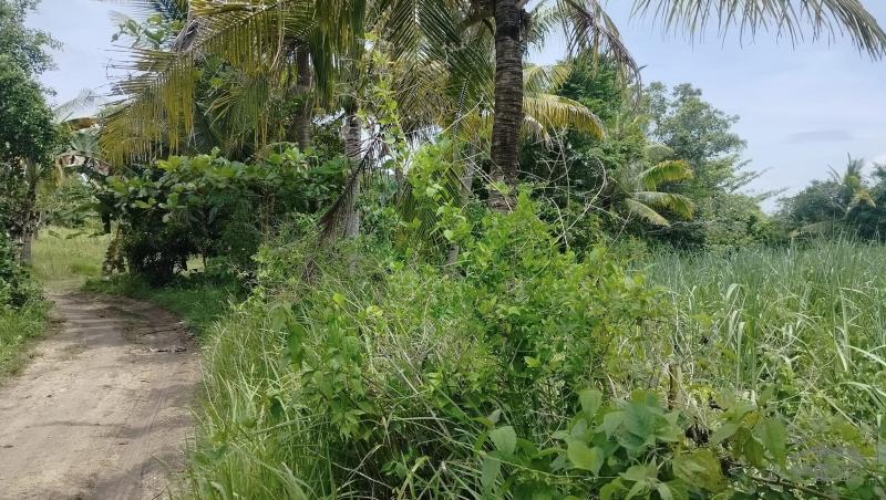 Agricultural Lot for sale in Bogo - image 2