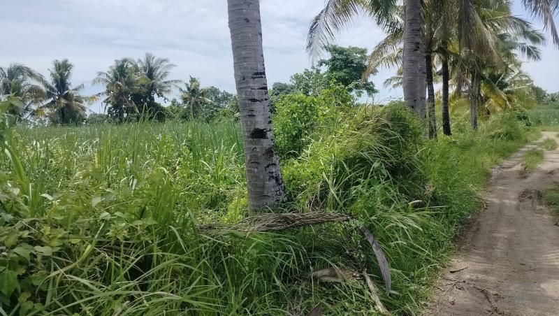 Agricultural Lot for sale in Bogo - image 3