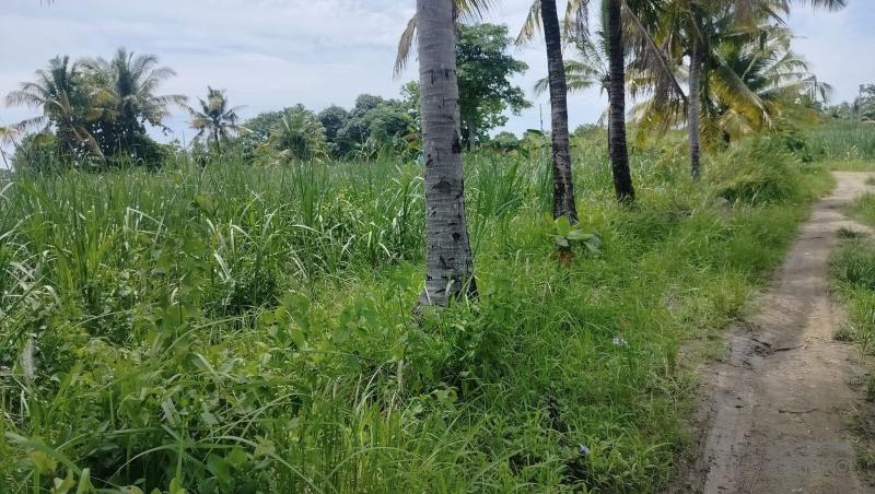 Agricultural Lot for sale in Bogo in Philippines