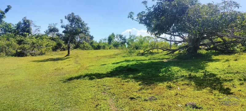 Agricultural Lot for sale in Trinidad in Philippines