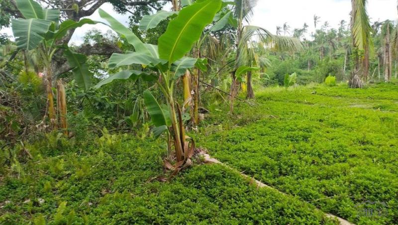 Agricultural Lot for sale in Aloguinsan