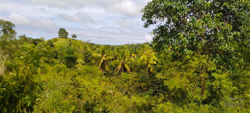 Picture of Agricultural Lot for sale in Buenavista in Bohol