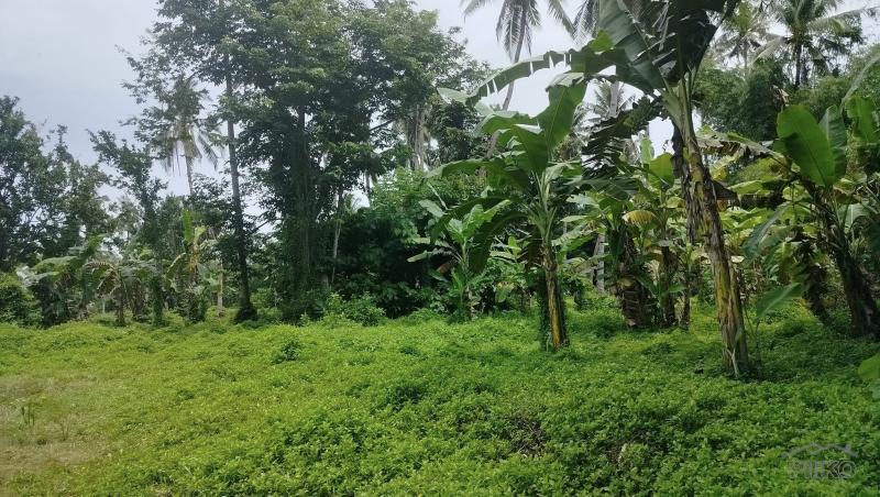Picture of Agricultural Lot for sale in Getafe in Bohol