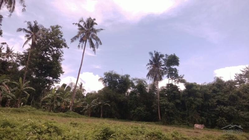 Picture of Agricultural Lot for sale in Getafe in Philippines