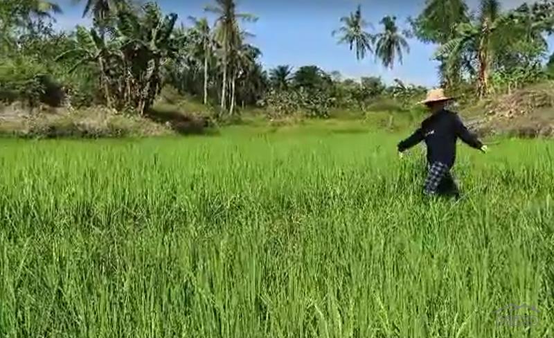 Agricultural Lot for sale in Ubay - image 7