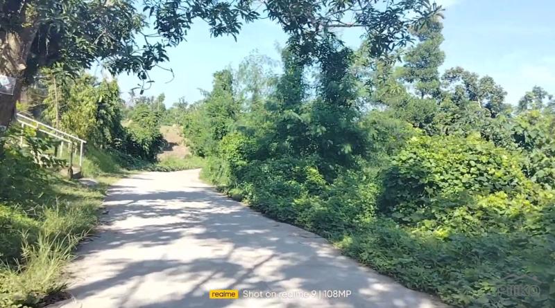 Agricultural Lot for sale in Talibon - image 2