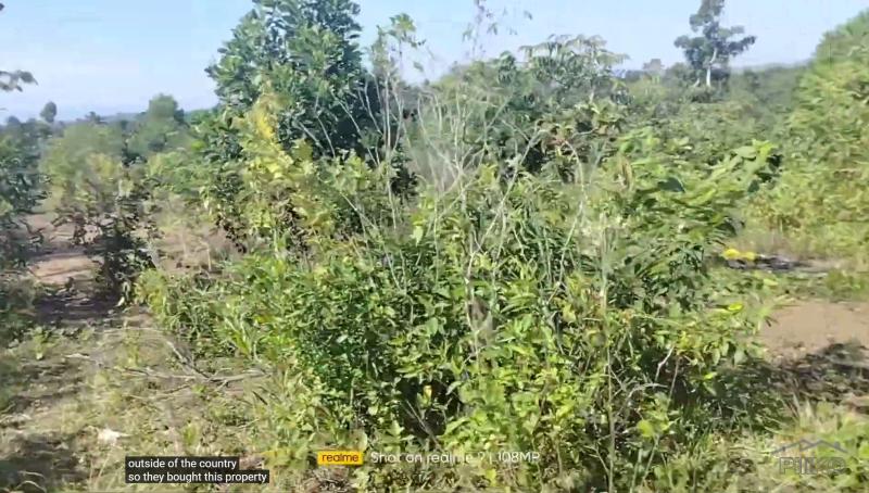 Picture of Agricultural Lot for sale in Talibon in Philippines