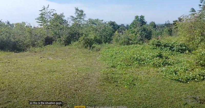 Agricultural Lot for sale in Talibon - image 2