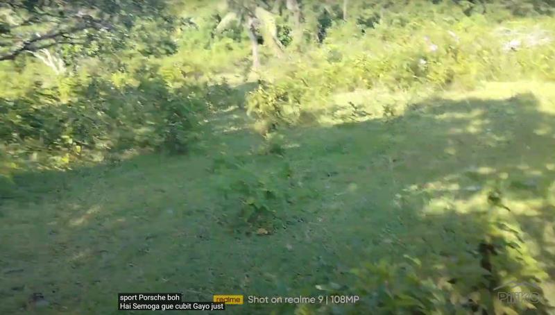 Agricultural Lot for sale in Talibon - image 3