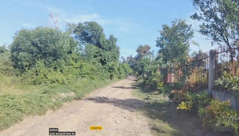 Agricultural Lot for sale in Talibon - image 4