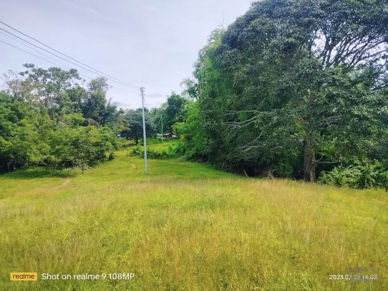 Pictures of Agricultural Lot for sale in Cebu City