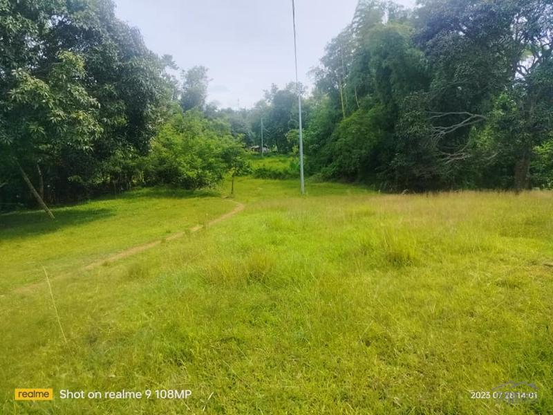 Agricultural Lot for sale in Cebu City - image 2