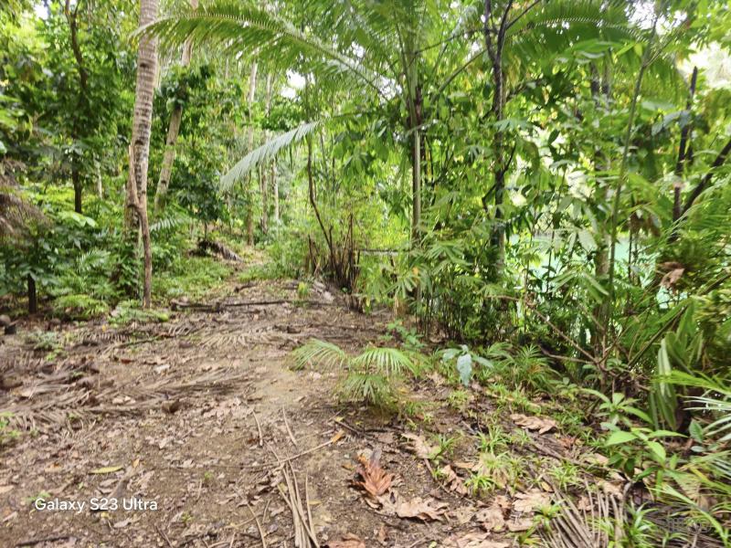 Other lots for sale in Loboc - image 2