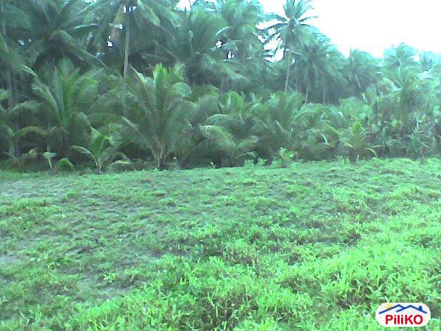 Agricultural Lot for sale in Bobon