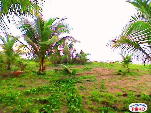 Agricultural Lot for sale in Bobon in Northern Samar