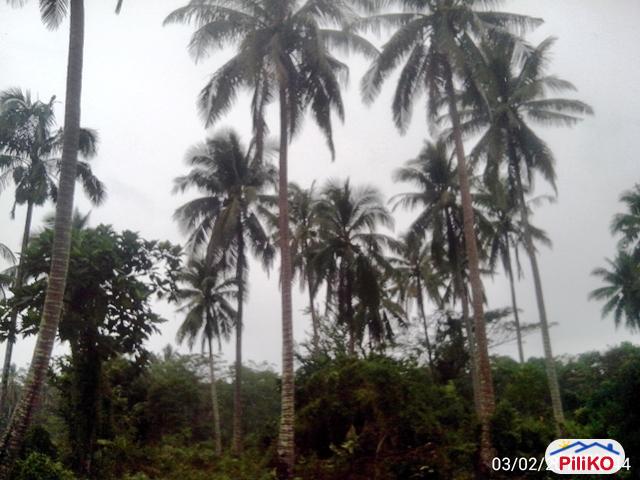 Other lots for sale in Nabua