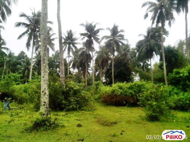 Other lots for sale in Nabua - image 3
