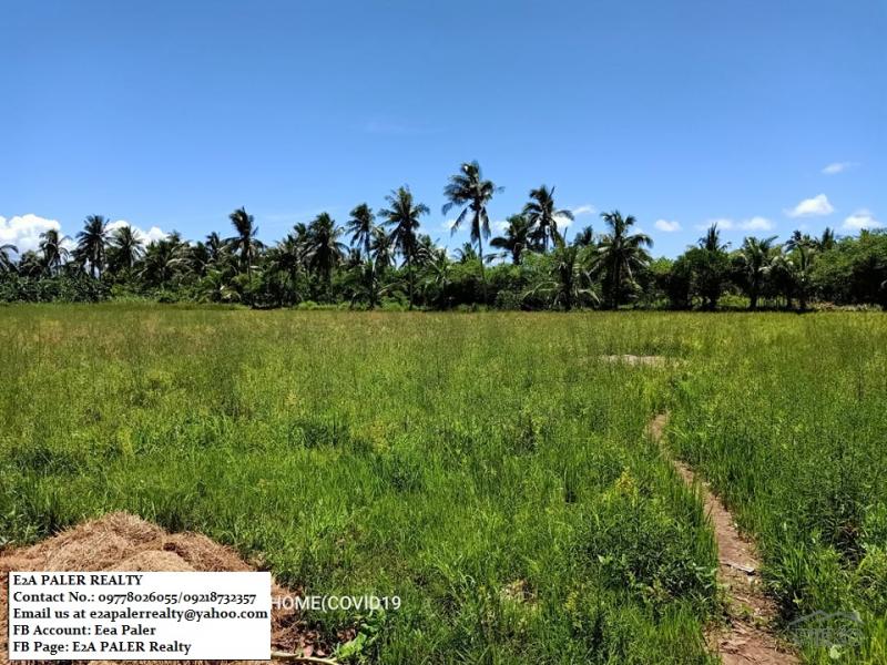Land and Farm for sale in Juban - image 3