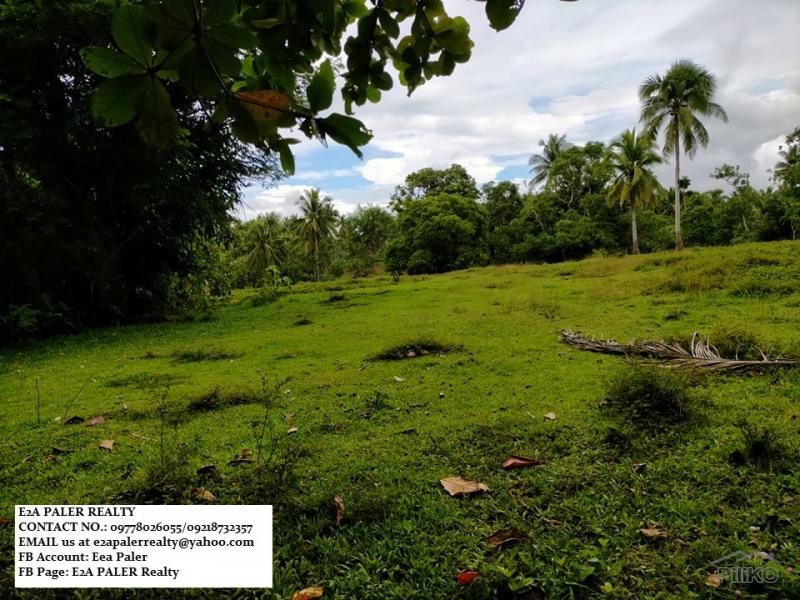 Agricultural Lot for sale in Daraga - image 2