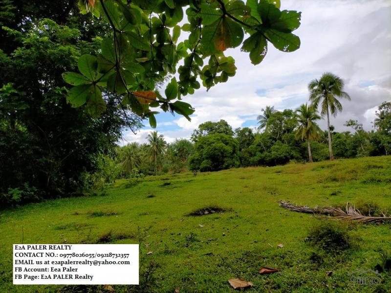 Agricultural Lot for sale in Daraga - image 3