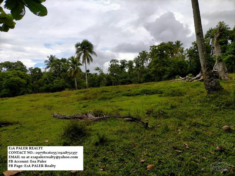 Agricultural Lot for sale in Daraga - image 4