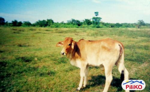 Agricultural Lot for sale in Caloocan - image 2