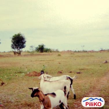 Agricultural Lot for sale in Caloocan - image 3