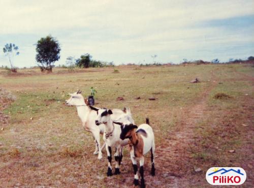 Agricultural Lot for sale in Caloocan - image 4