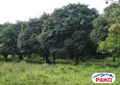 Picture of Agricultural Lot for sale in Davao City