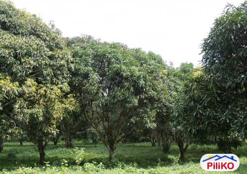 Agricultural Lot for sale in Davao City in Philippines