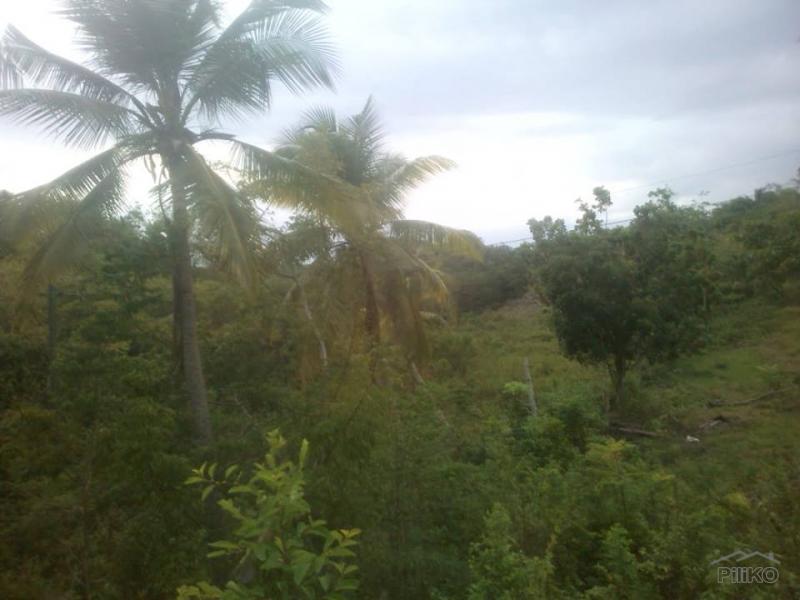 Agricultural Lot for sale in Ronda - image 2