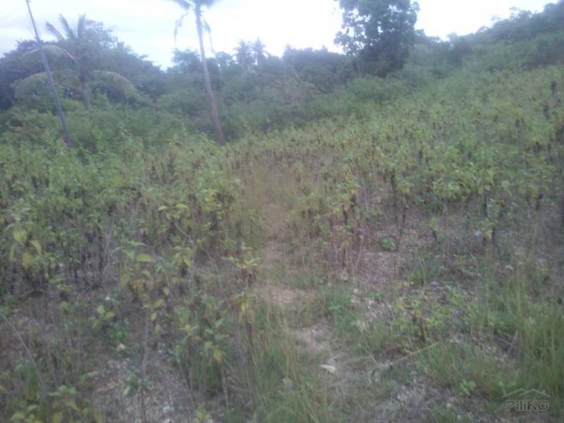 Agricultural Lot for sale in Ronda - image 6