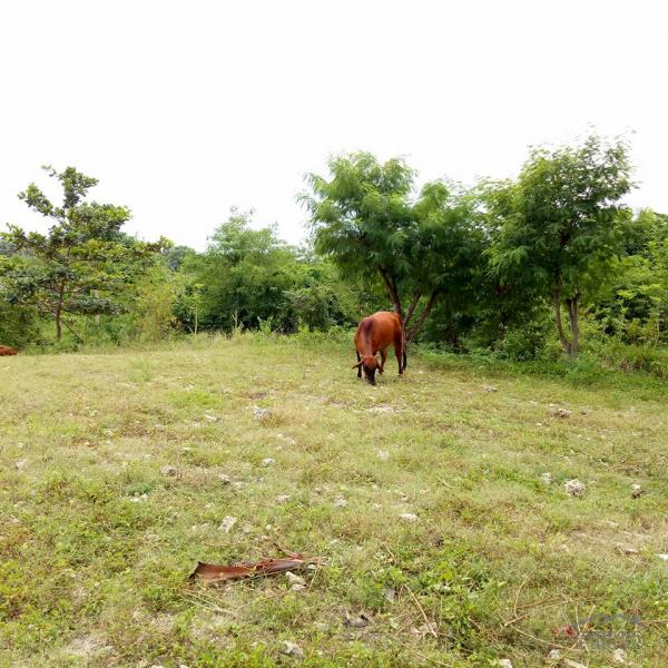 Residential Lot for sale in Carcar - image 10