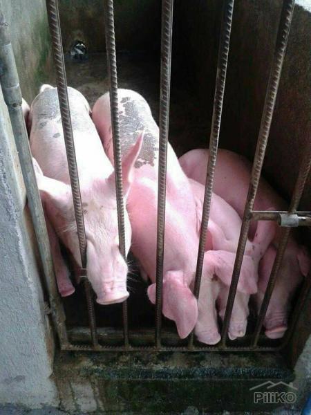 Other commercial for sale in San Fernando in Philippines