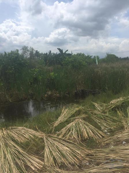Lot for sale in Cebu City - image 3