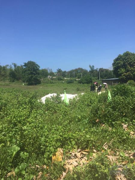 Picture of Lot for sale in Daanbantayan in Cebu