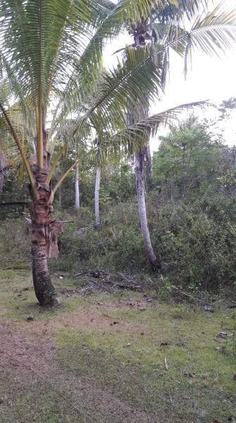 Residential Lot for sale in Corella