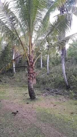 Residential Lot for sale in Corella in Philippines
