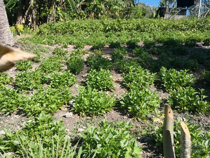 Lot for sale in Naga - image 2