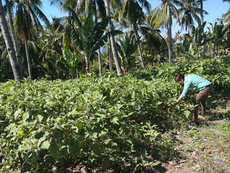 Lot for sale in Naga - image 4