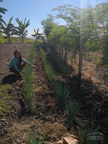 Lot for sale in Naga - image 5