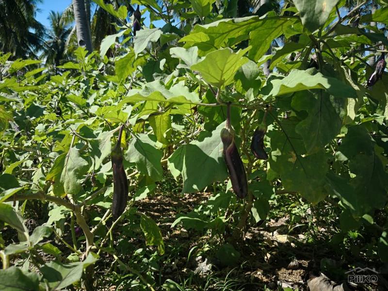 Lot for sale in Naga - image 6