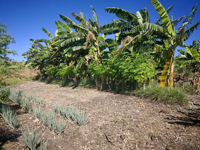 Lot for sale in Naga - image 9