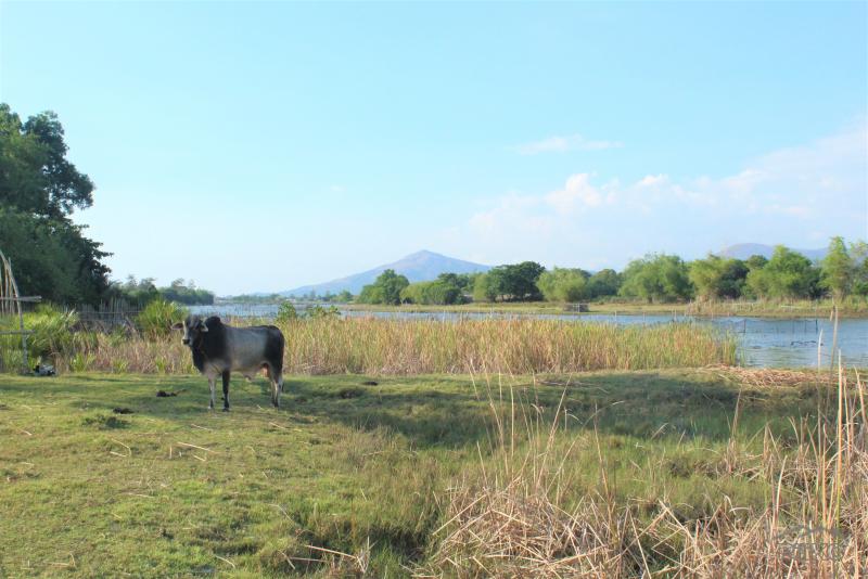 Other lots for sale in Cabangan - image 4
