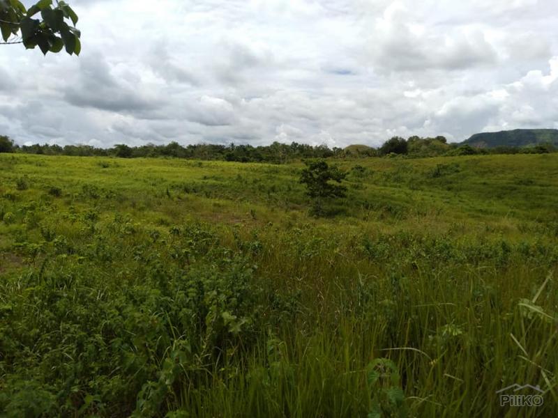 Picture of Land and Farm for sale in Dagohoy
