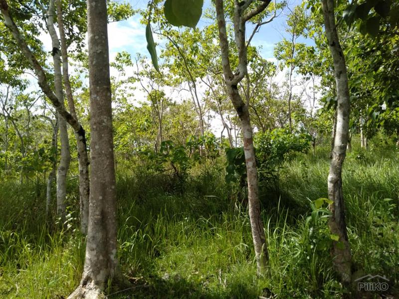 Land and Farm for sale in Dagohoy - image 2