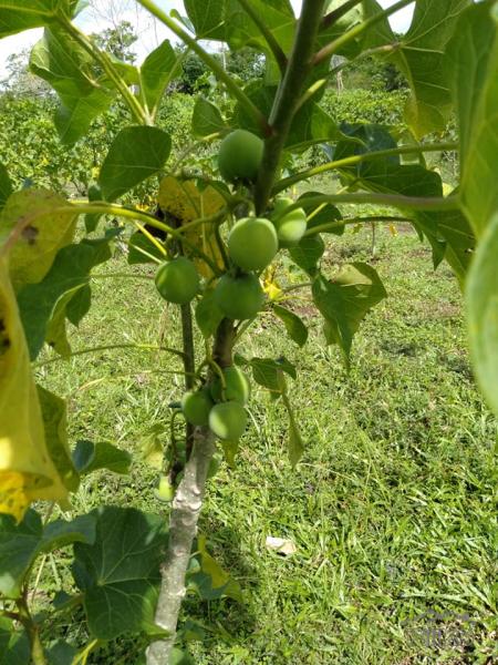 Land and Farm for sale in Dagohoy - image 4